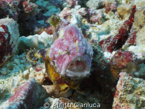 bandfin frogfish by Afflitti Gianluca 